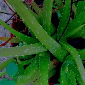 Read more about the article A ayurvedic plant Aloe vera