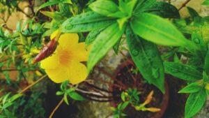 Allamanda flower image