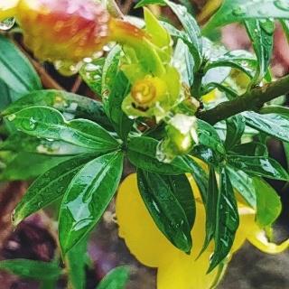 Read more about the article ALLAMANDA PLANT CARE AND USE