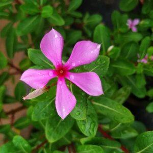 Read more about the article PERIWINKLE PLANT FLOWER (sadabahar flowers)