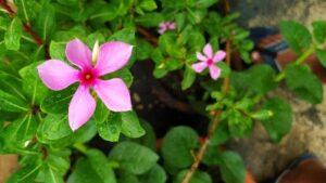 Periwinkle flower