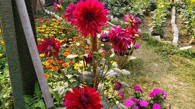 Read more about the article IMPORTANCE OF FLOWERS  [ फूलो का महत्त्व ]