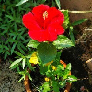 Read more about the article HIBISCUS FLOWERS [ गुड़हल फूल ]