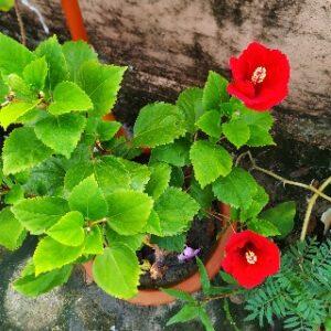 Hibiscus flower image