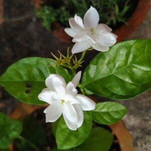 Read more about the article ARABIAN JASMINE (Belle or Mogra in India)