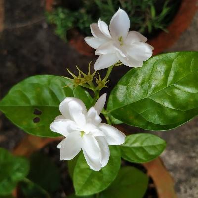 Read more about the article ARABIAN JASMINE (Belle or Mogra in India)