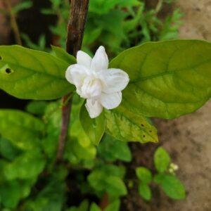 Arabian Jasmine/mogra/bella flowers