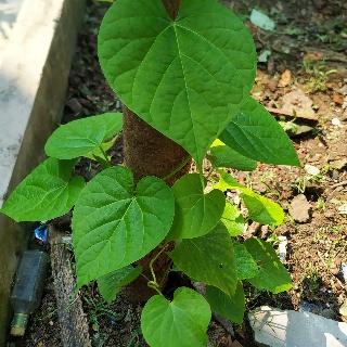 Read more about the article IMPORTANCE OF GILOY PLANT