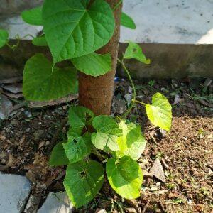 Giloy plant