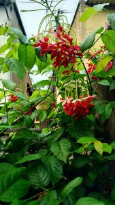 Read more about the article RANGOON FLOWERS [ IN INDIA MADHUMALTI FLOWERS AND MADHAVILATA FLOWERS]