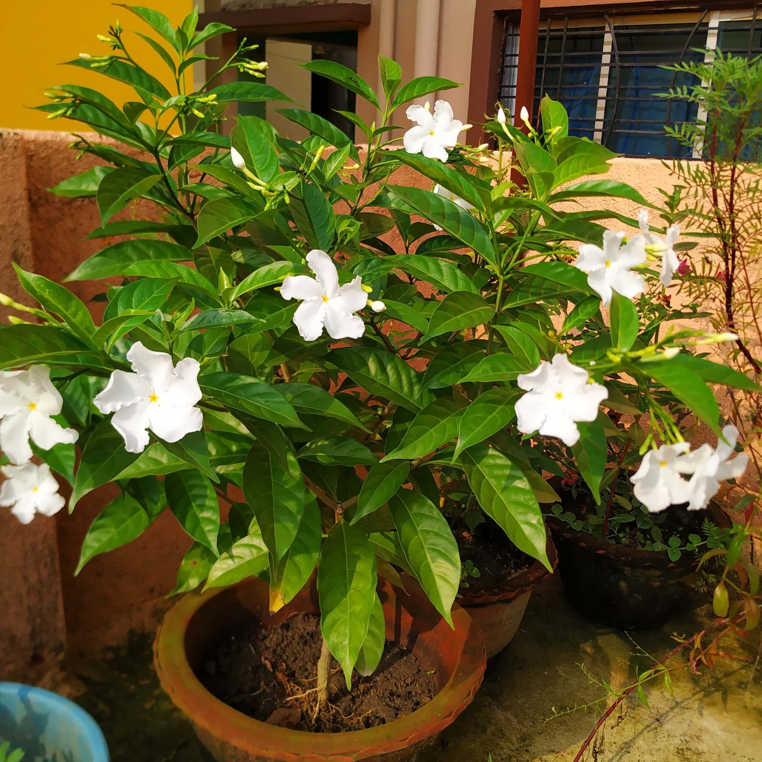 Read more about the article PINWHEEL FLOWERS OR CRAPE JASMINE FLOWERS