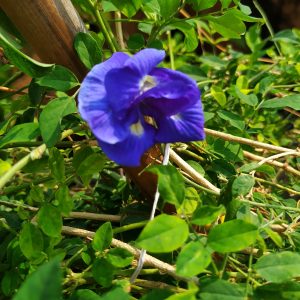 Read more about the article Butterfly pea flowers or Asian pigeon wings flowers