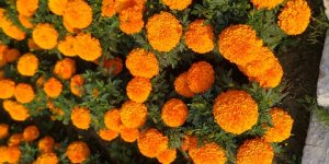 Read more about the article MARIGOLDS FLOWERS