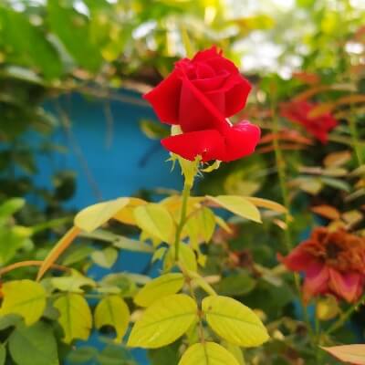 Read more about the article Beautiful rose flowers