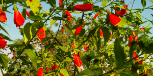 Read more about the article Wax Mallow plant || Sleeping Hibiscus || Red Mallow |