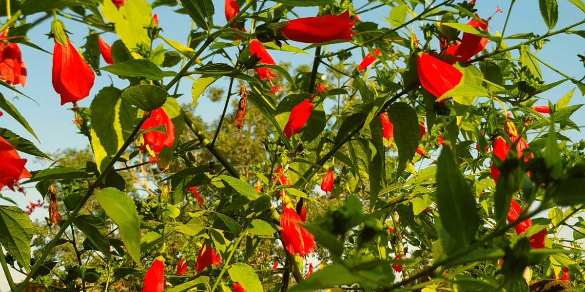 Read more about the article Wax Mallow plant || Sleeping Hibiscus || Red Mallow |