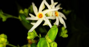 Read more about the article How to grow night flowering Jasmine