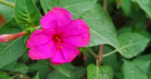 Read more about the article marvel of Peru plant / Four o clocks plant/ Gul Abbas plant/Sandhya Malti/Mirabilis Jalapa
