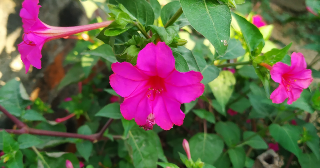 Marvel of peru plant
