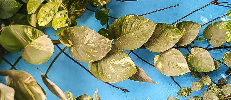How to money plant grow || Benefits of money plant || money plant ||