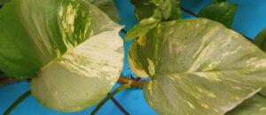 Read more about the article || How to money plant grow || Benefits of money plant ||