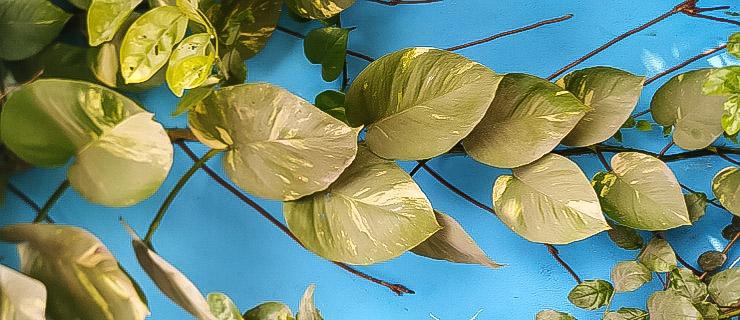 Money plant