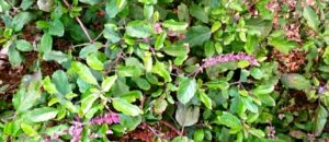 Read more about the article How to grow, care, 10 amazing uses of Tulsi/Basil plant