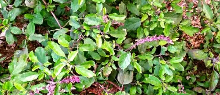 Use of Tulsi plant How to grow and care Tulsi plant Health benefits of Tulsi