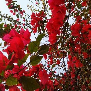 Bougainvillea