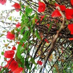 how-to-make-bougainvillea-grow-fast/