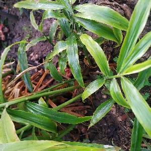 Read more about the article |How to grow Ginger | How to Ginger grow at home |
