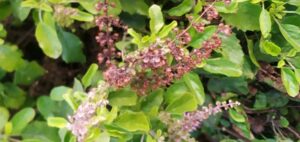 Read more about the article Benefits and uses Indian Basil/ Tulsi
