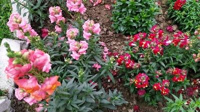 Antirrhinum majus flowers