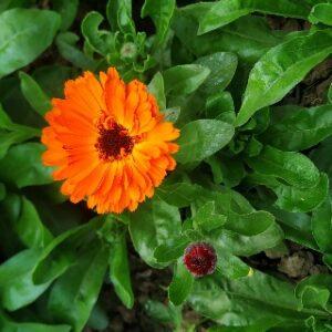 Read more about the article Calendula flowers : care, growth and health benefits
