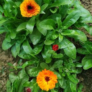 Calendula flower plant