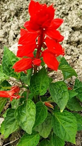 Read more about the article Salvia flowers how to grow and care