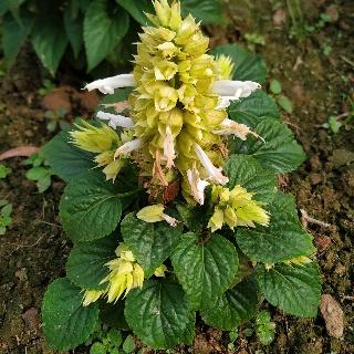 White Salvia flowers