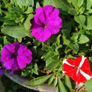 Read more about the article Petunia flowers: how to grow and care