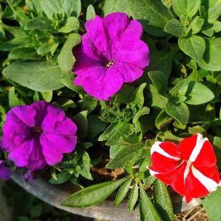 Read more about the article Petunia flowers: how to grow and care