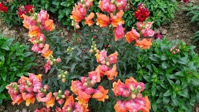 Snapdragon flowers/dogs flowers