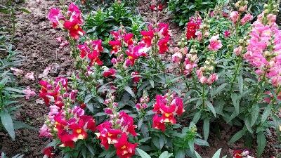 Read more about the article Snapdragon flowers/ dog’s flowers