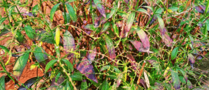 Read more about the article Chirata benefits in 12 easy steps || Health benefits of chirata |