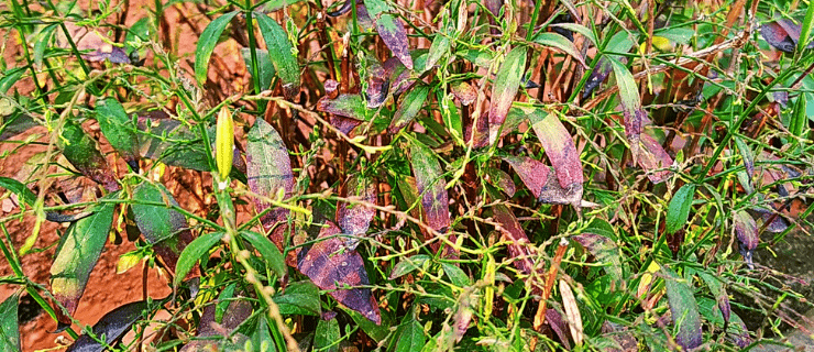 Read more about the article Chirata benefits in 12 easy steps || Health benefits of chirata |