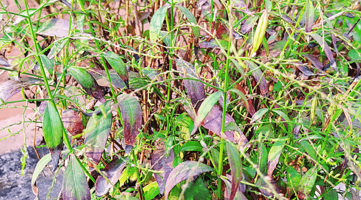 Chirayita plant