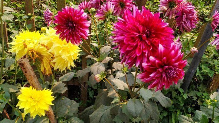 Read more about the article Dahlia flowers: How to growing and care