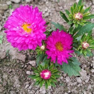 Read more about the article Aster flower: how to grow and care: uses of aster flowers