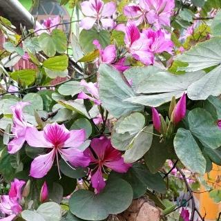 Read more about the article Bauhinia Variegate plantflower| Kanchnar plant flower| uses of Bauhinia Variegate|
