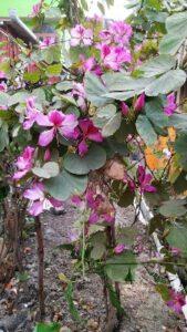 Mount ebony flowers