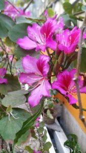 Bauhinia variegata