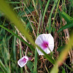 Argyreia nervosa/elephant creeper plant